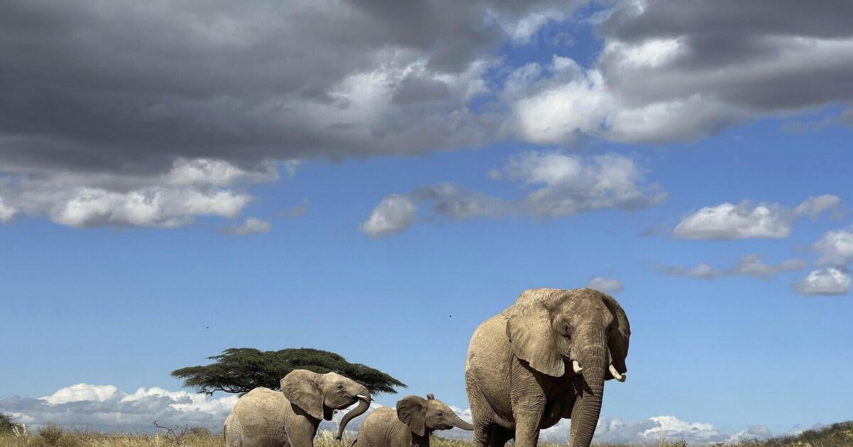 Elephants Call each other by unique names