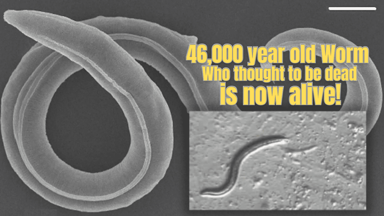 46K year old