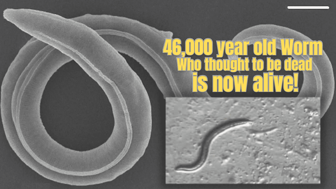46K year old