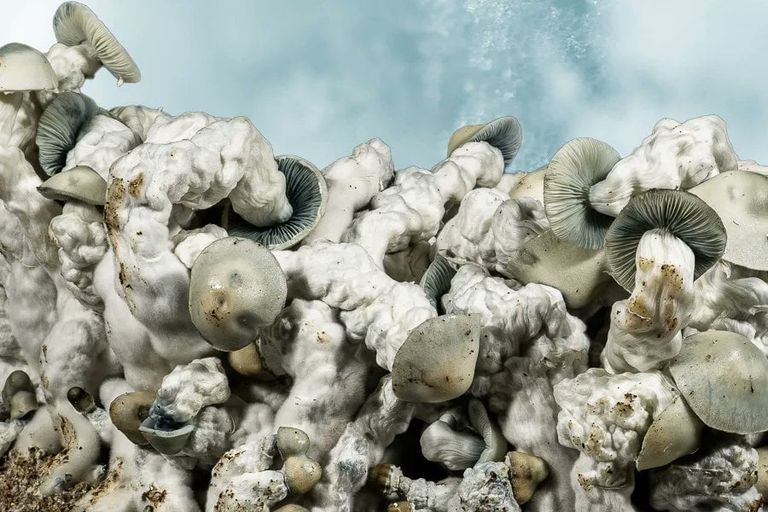 Jack Frost mushroom strain