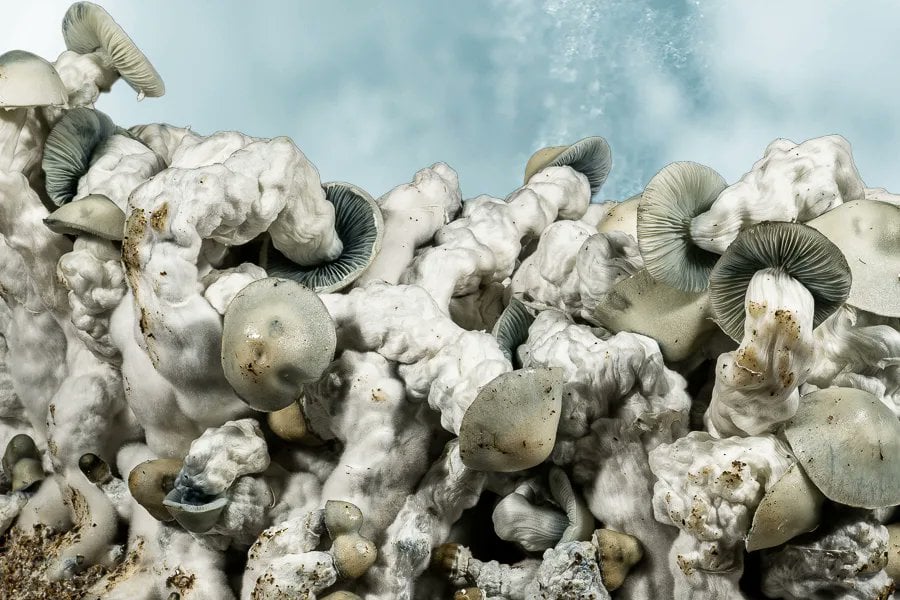 Jack Frost mushroom strain