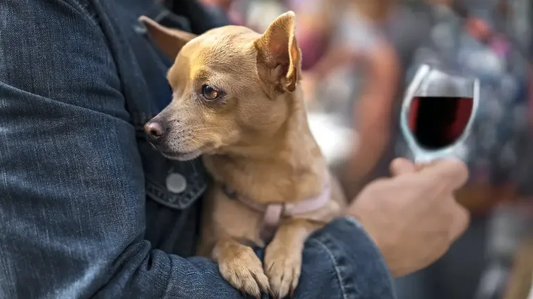 Pet safety and wine storage