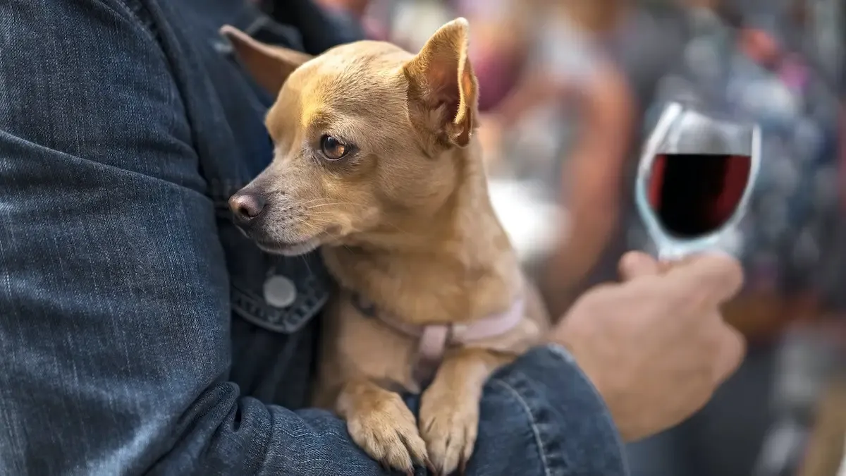 Pet safety and wine storage