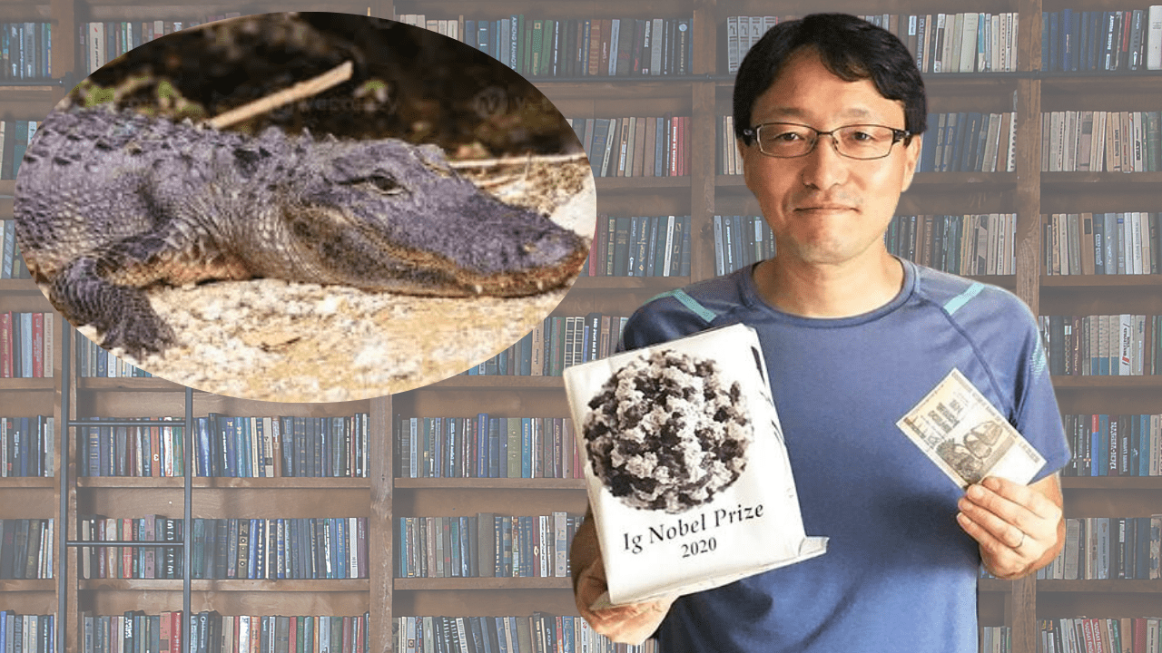 Alligator’s voice can change by inhaling Helium