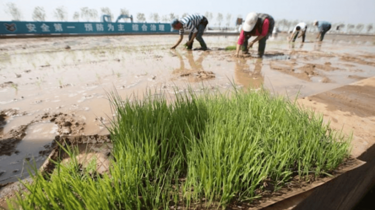 China’s 'Seawater Rice' Could Feed 200M People by 2030