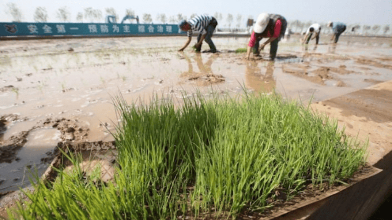 China’s 'Seawater Rice' Could Feed 200M People by 2030
