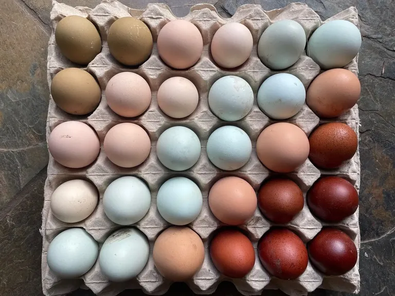 Colorful Easter Egger chicken eggs