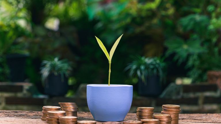 Earning Green How Growing Autoflower Seeds Can Supplement Your Income