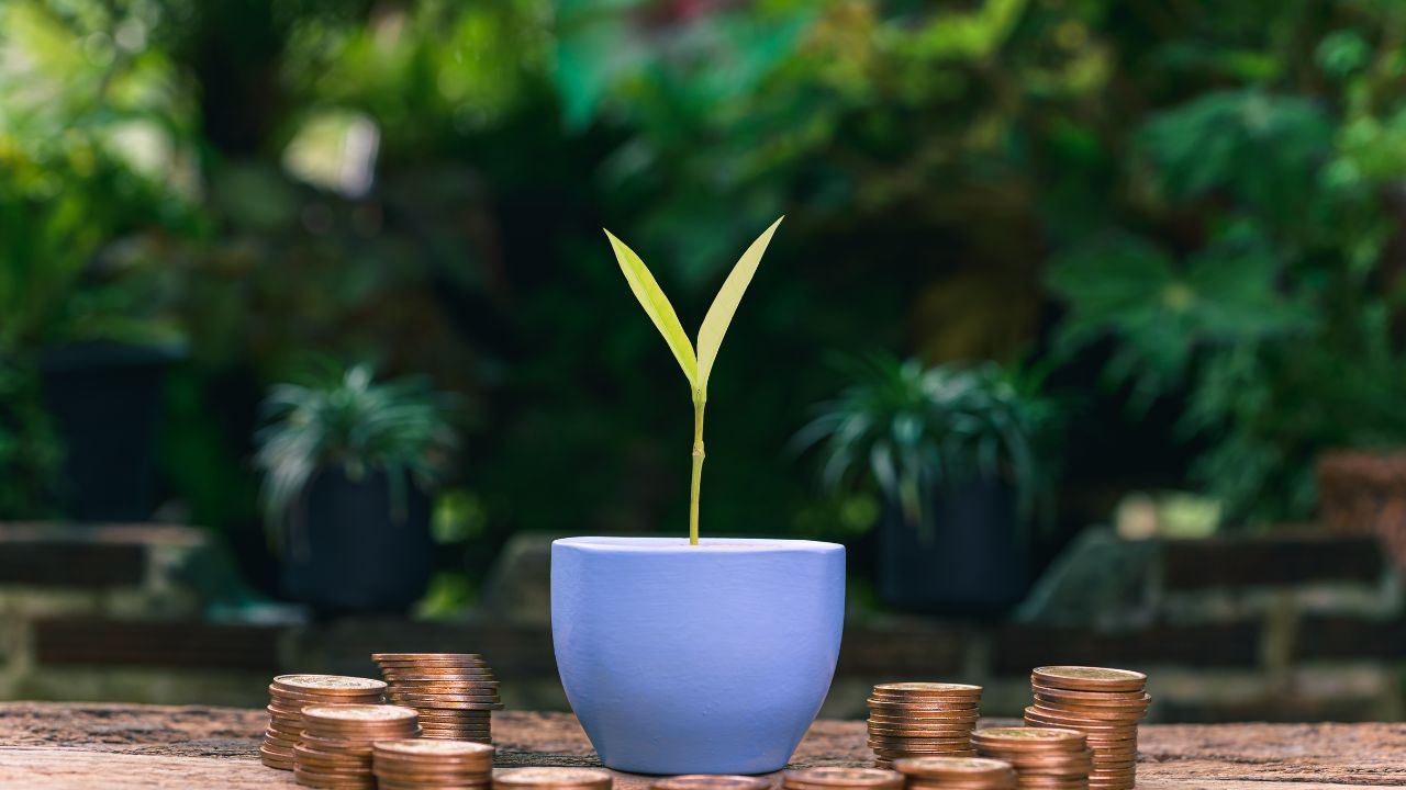 Earning Green How Growing Autoflower Seeds Can Supplement Your Income