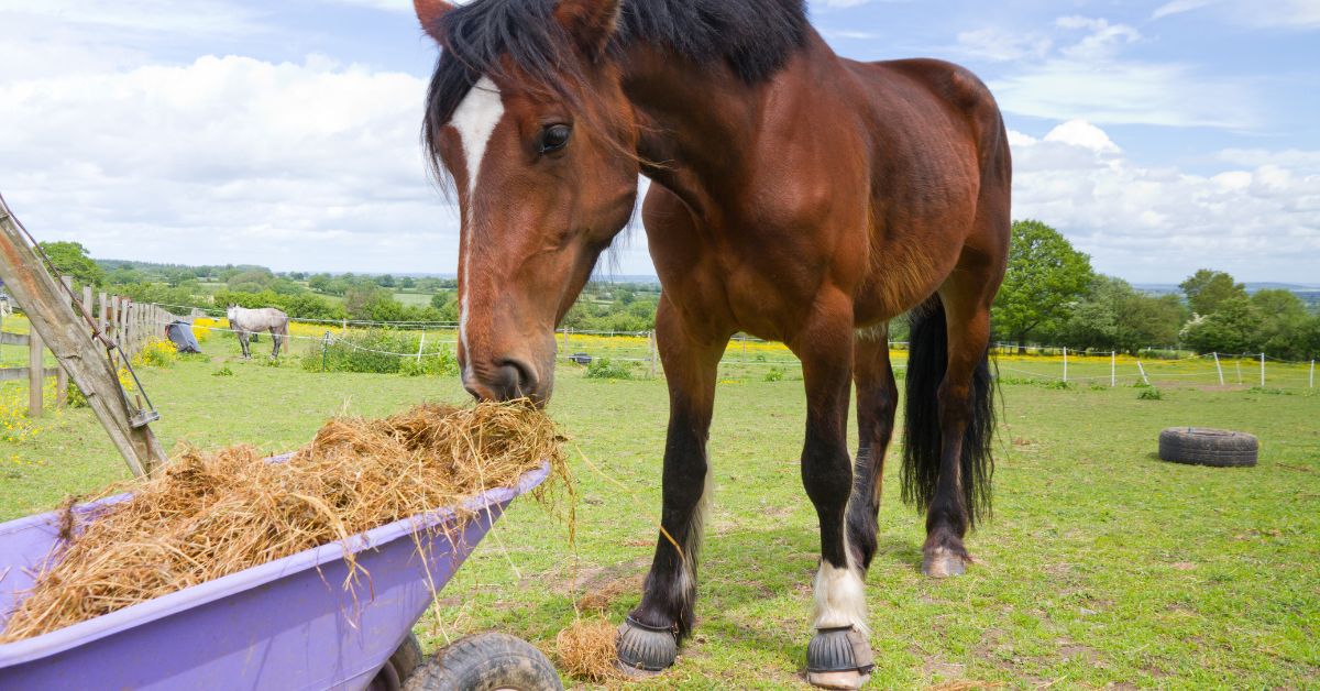Essential Nutrients Your Guide to Horse Supplements