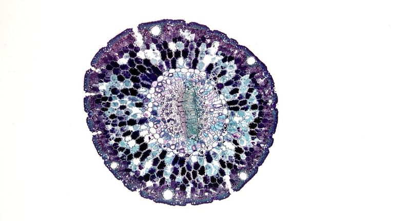 Exploring Stem Cell Therapy What Patients Should Understand