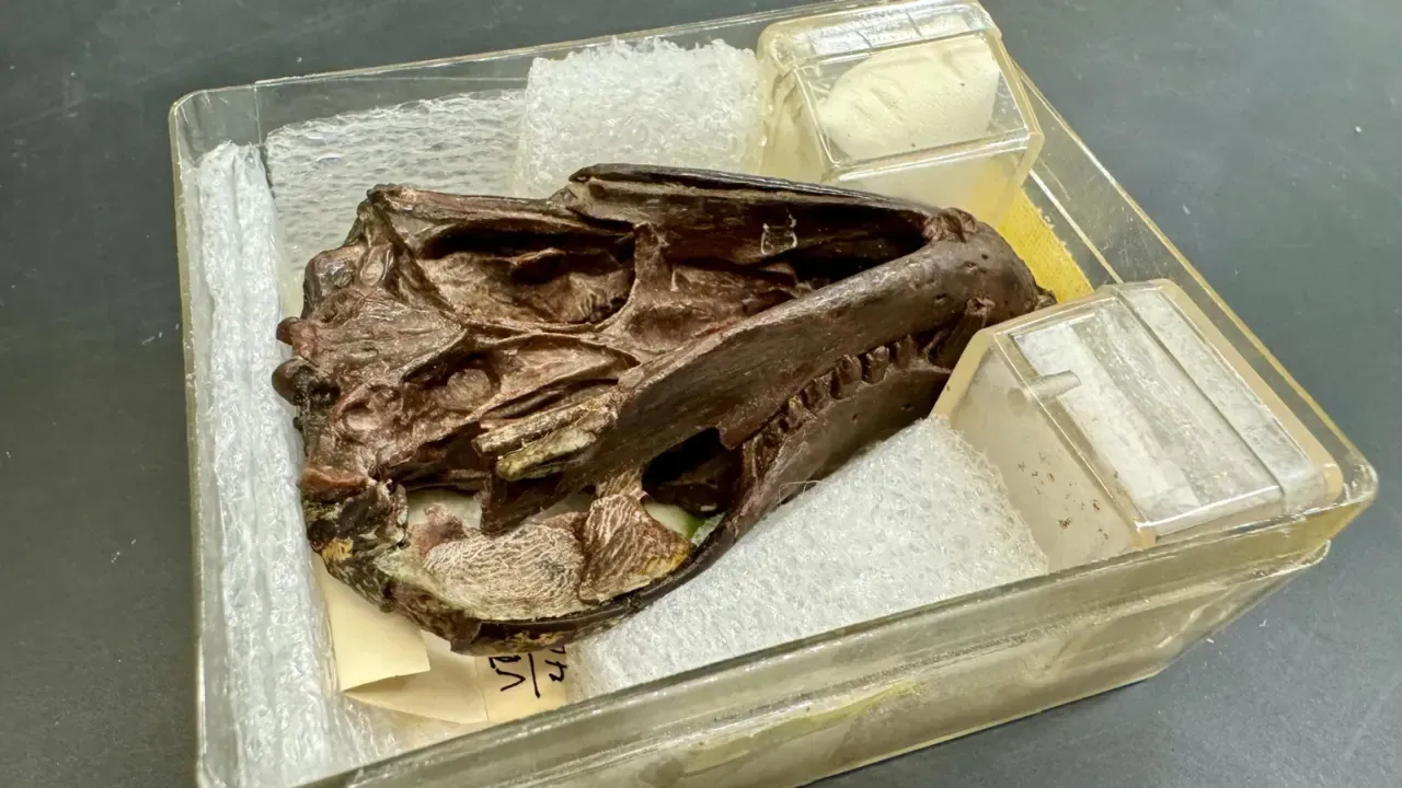 Fossil specimen of the Thrinaxodon skull and jaw used for the study