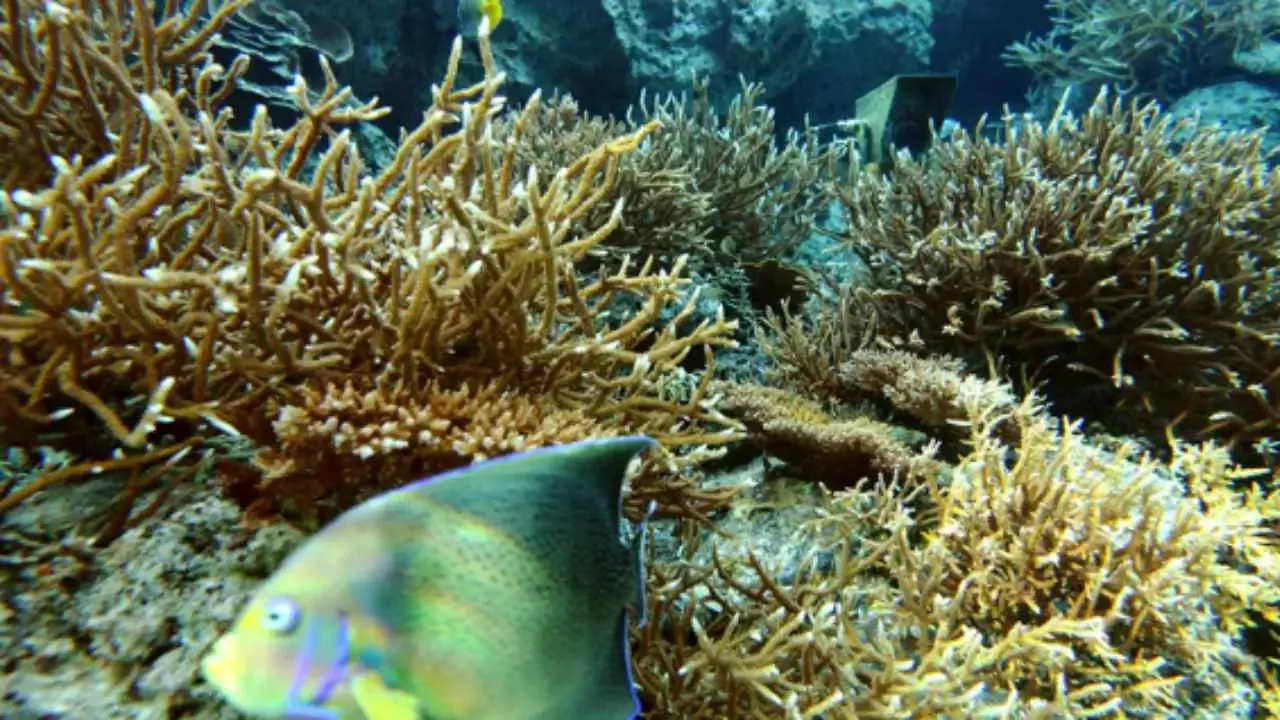 Maintaining Coral Colonies Tips for Healthy Growth