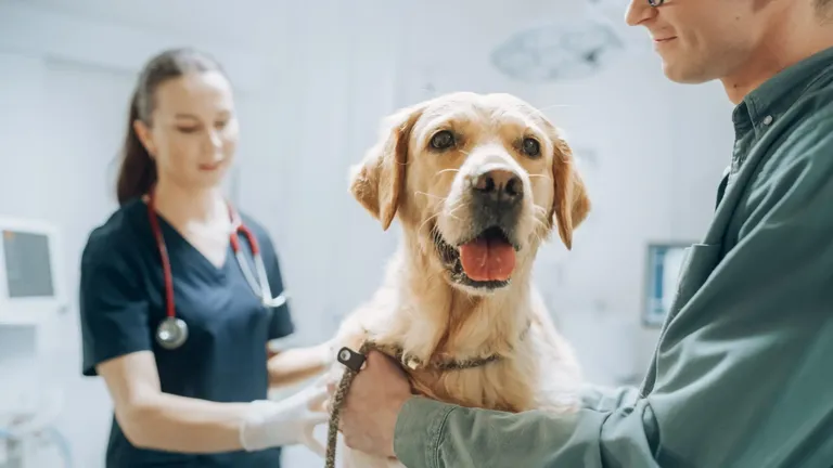 Modern veterinary practice trends
