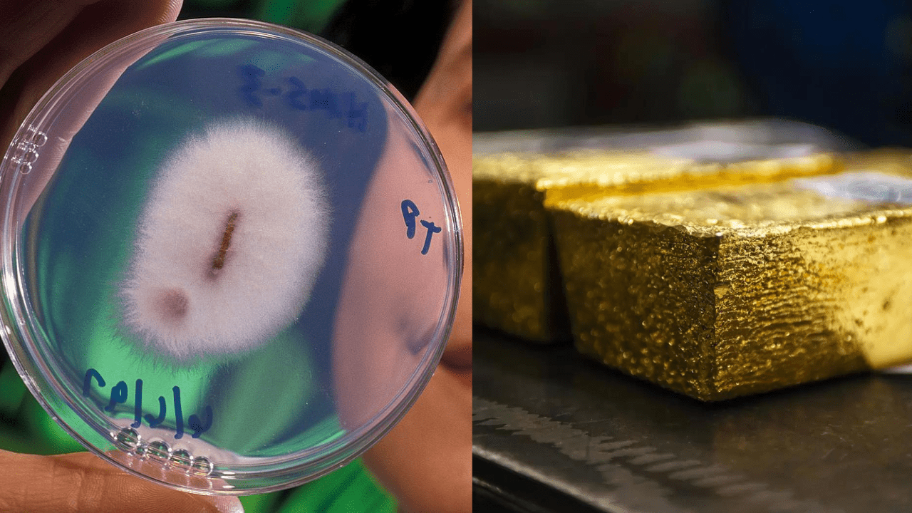 Scientists discover fungus that can collect gold