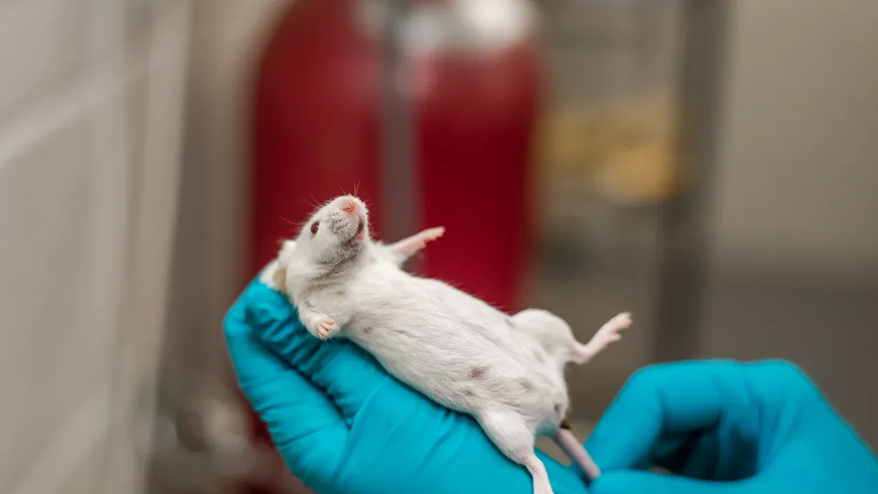Scientists report 70% lifespan increase in Male mice using a two-drug treatment