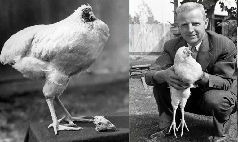 This Chicken Lived 18 Months Without a Head!