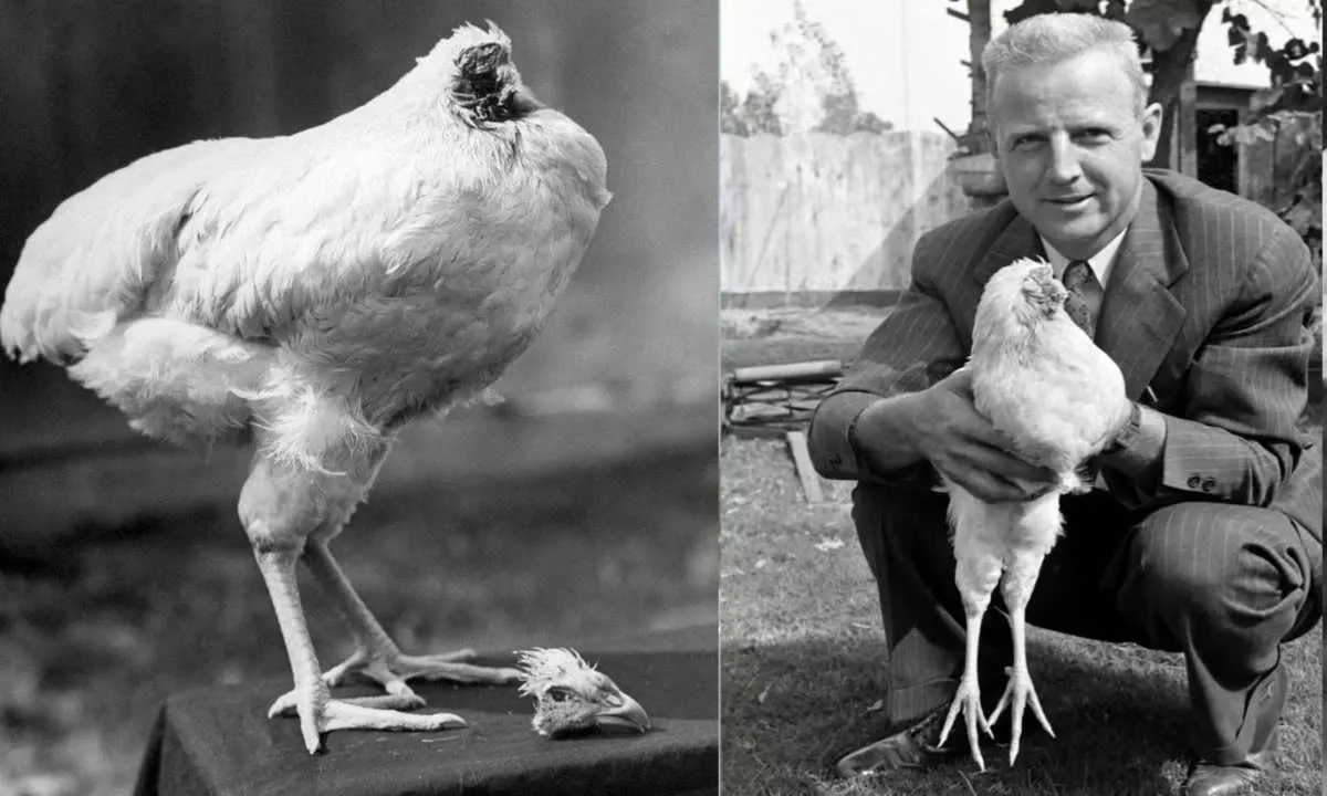 This Chicken Lived 18 Months Without a Head!