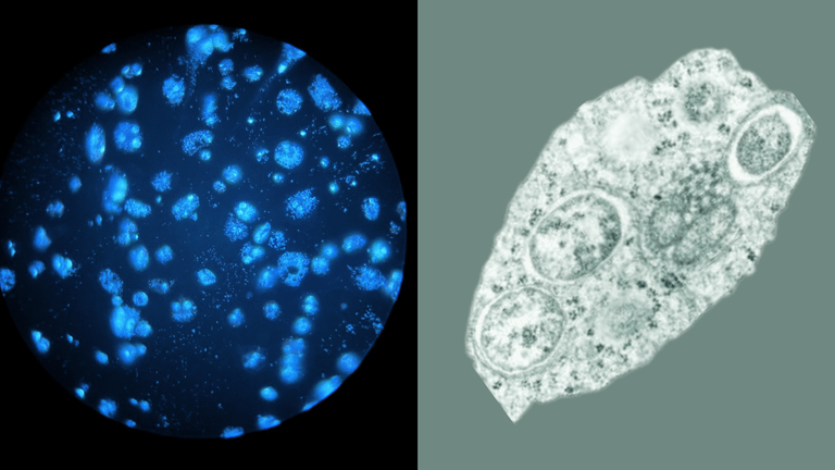 This bacteria turns mosquitoes against to deadly diseases