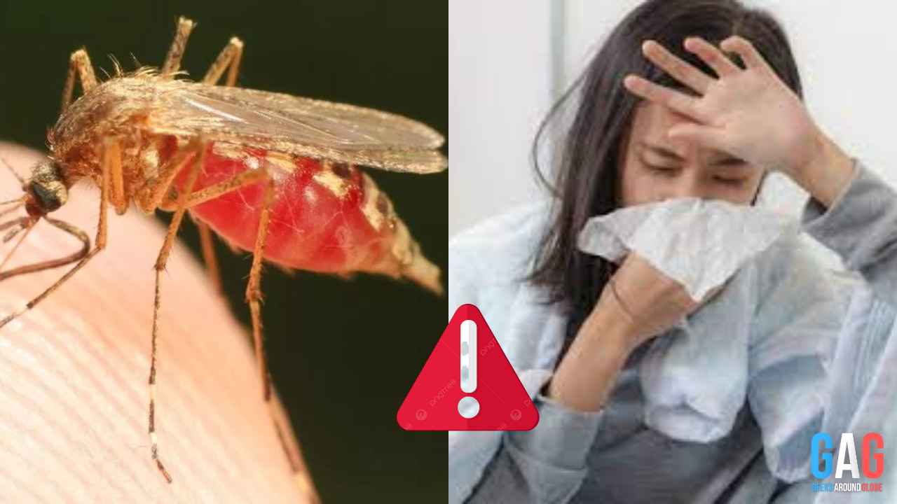 Malaria Returns to US Soil: Florida and Texas Face New Health Challenge