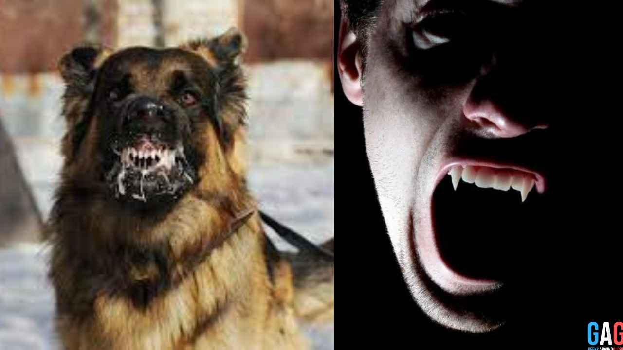 What Happens to a Person When They Are Infected with Rabies?