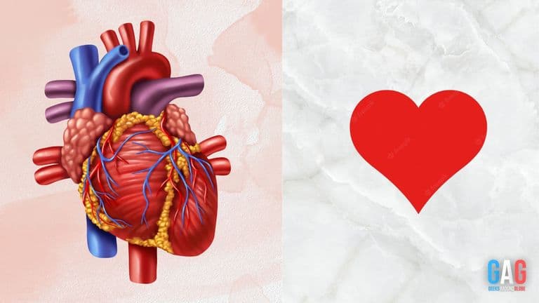 Why is the heart symbol different from an actual heart
