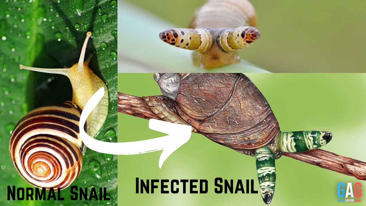 Zombie snails