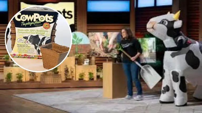 Amanda Freund pitching CowPots with inflatable cow on Shark Tank Season 16, showcasing biodegradable manure pots.