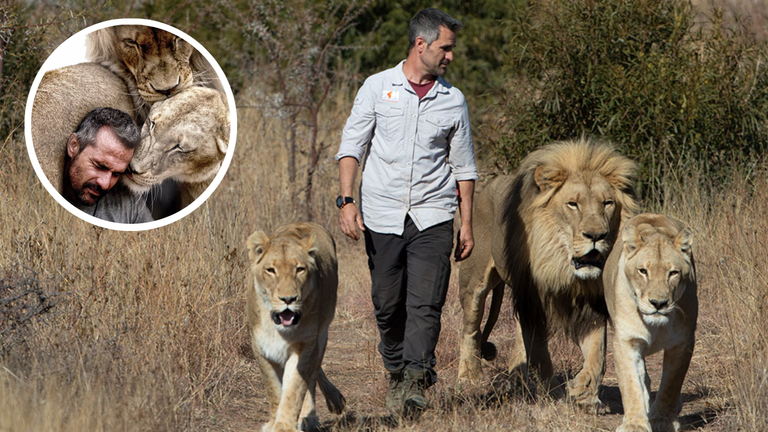 Kevin Richardson, known as the Lion Whisperer, walking beside three adult lions in the South African savanna while showing his deep bond and trust with them.