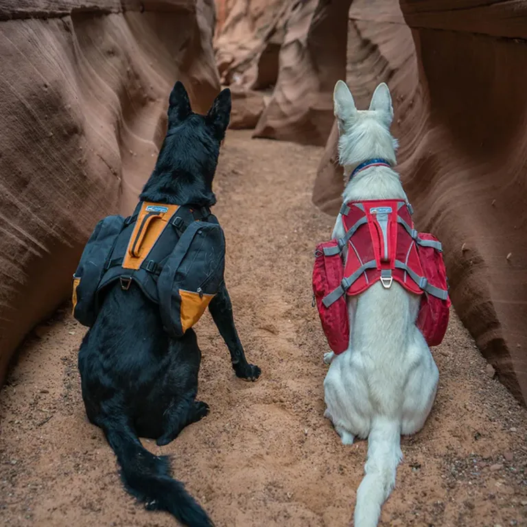 outdoor outfits for dogs