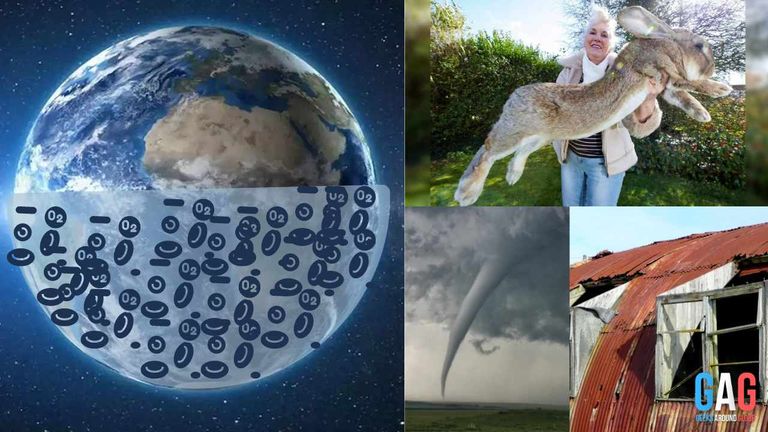 What happens to a person If Earth's Oxygen Levels Rise to 50%?