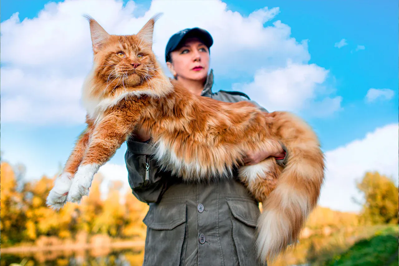 Maine Coon cats for sale