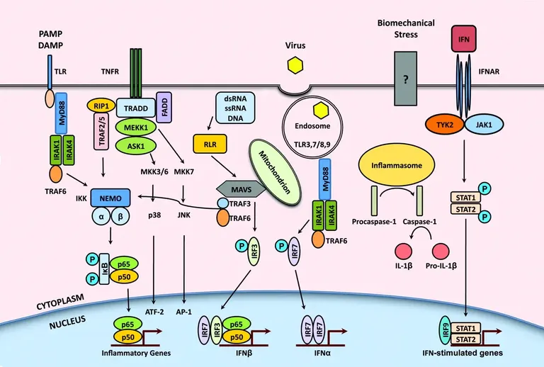 Targeting inflammatory pathways