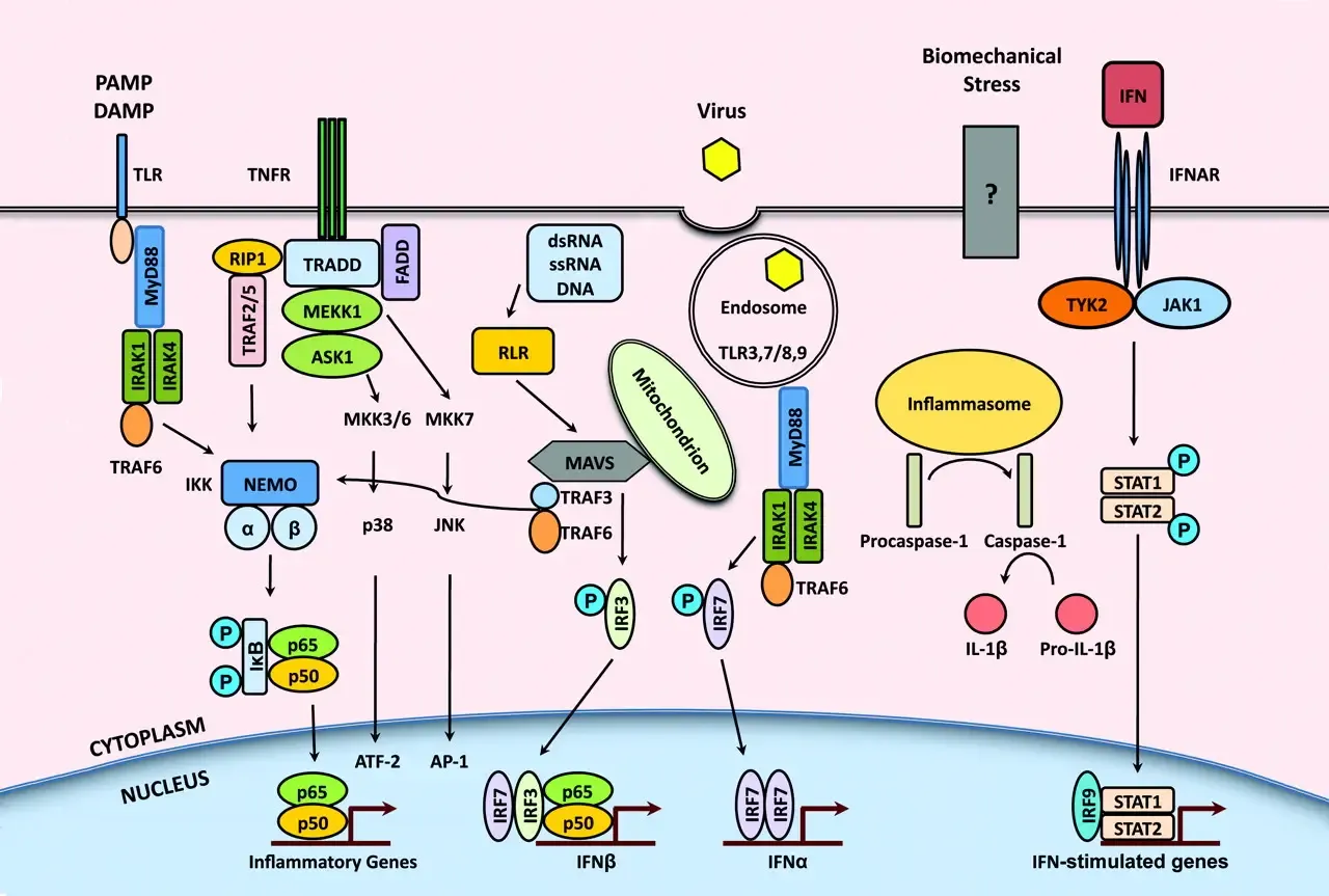 Targeting inflammatory pathways