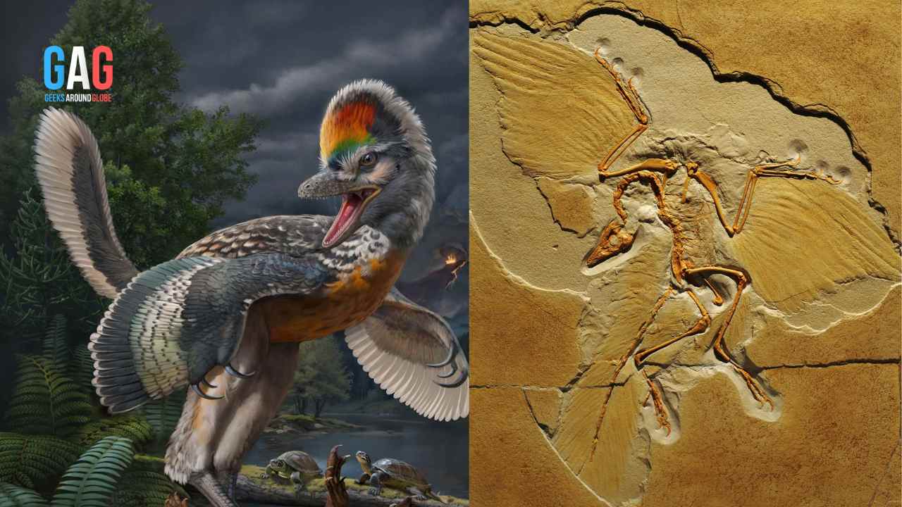 A Bizarre 150-million-year-old Bird-Like Dinosaur Species Found Scientists Can Now Bridge the Gap In Evolution! (1)