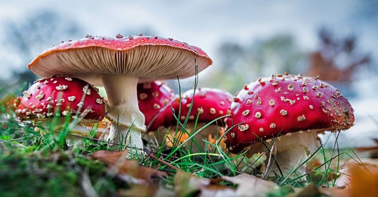 Healing with Nature Exploring the Medicinal Potential of Amanita Muscaria Gummies