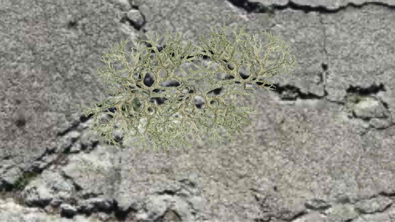 Lichens Healing Concrete
