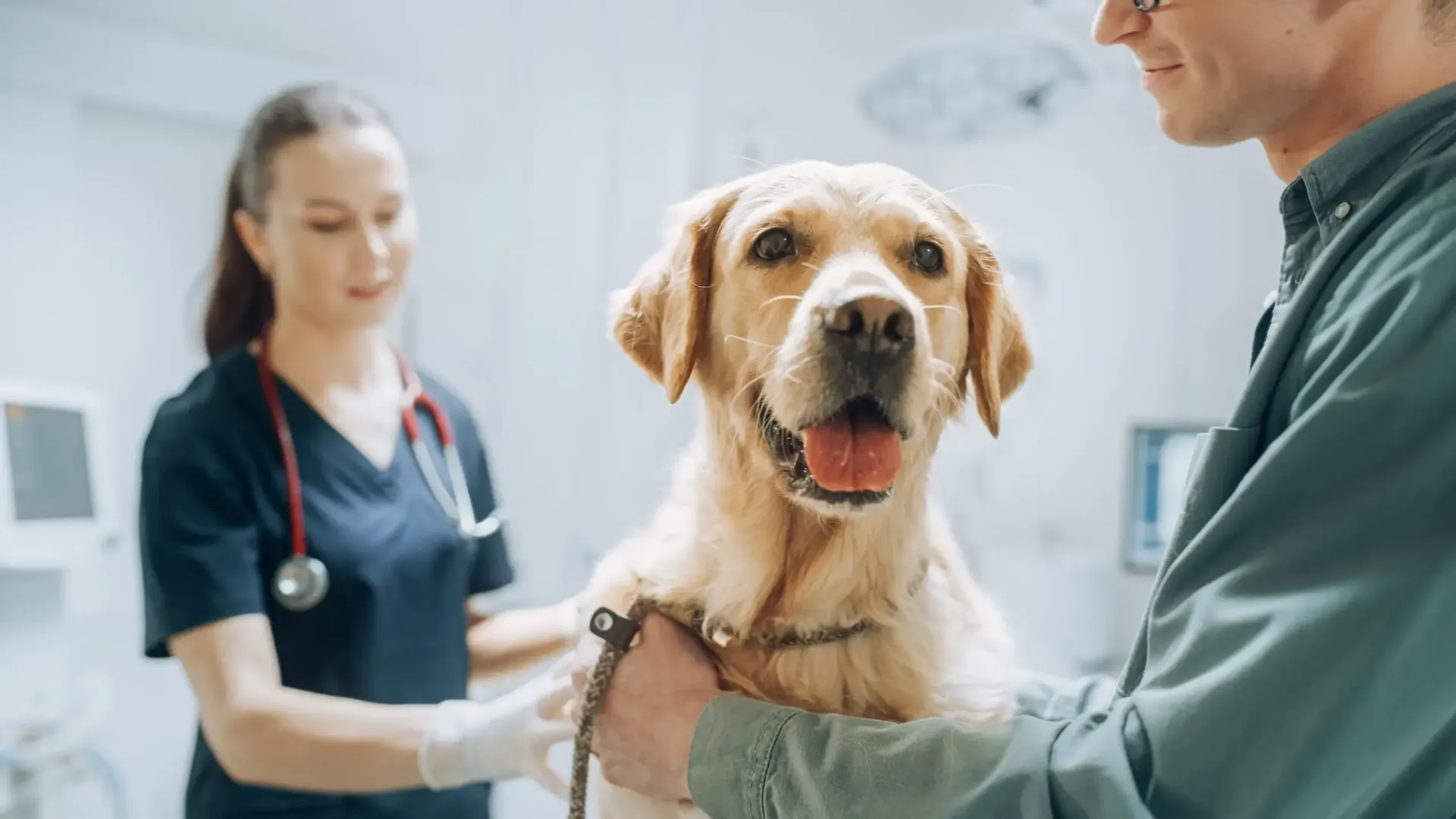 Modern veterinary practice trends