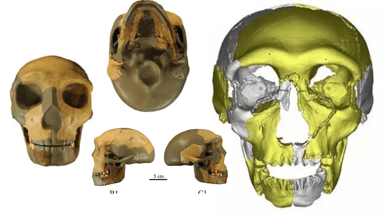 New Human Species Found A Fossil Opens a New Stage in Evolution!