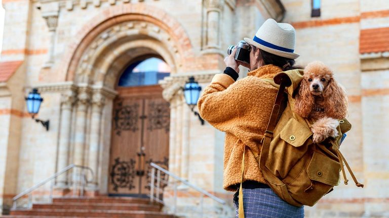 The Ultimate Guide to Traveling Internationally with Your Dog