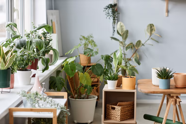 Best plant varieties