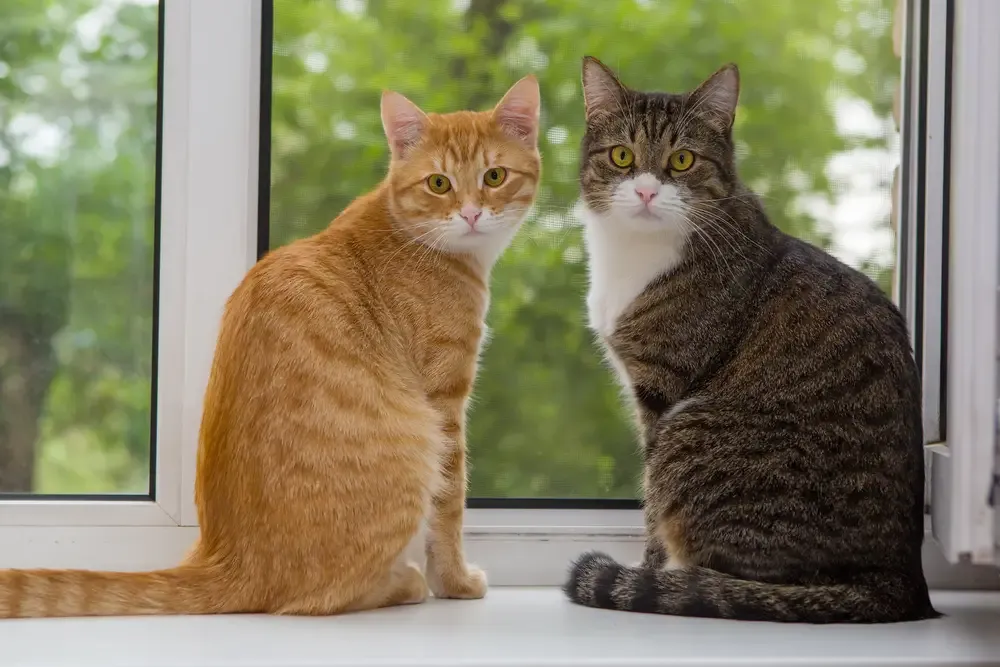 Cat coat supplement